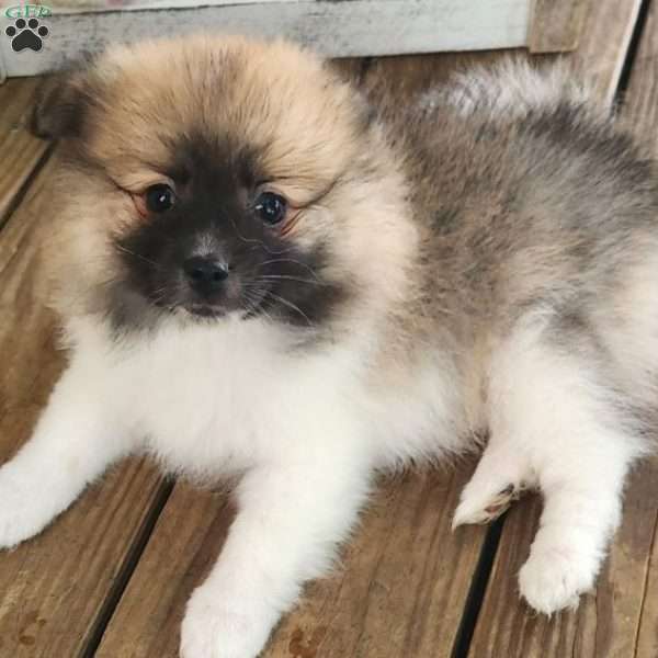 Baby Boy, Pomeranian Puppy